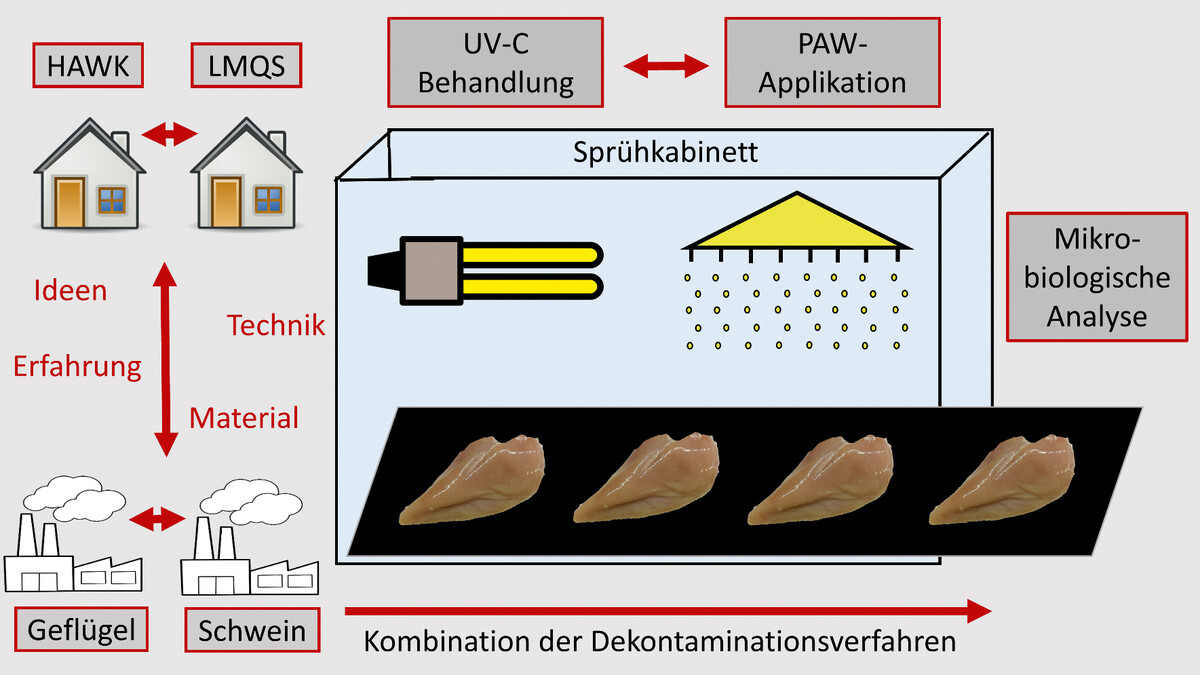 Die Grafik skizziert das Dekontaminationsverfahren mit Fleischstücken, die in einem Sprühkabinett zunächst mit UV-C behandelt und danach mit Plasma-aktiviertem Wasser besprüht werden. Anschließend folgt die mikrobiologische Analyse. Die HAWK und das LMQS bringen Erfahrung, Technik und Material in das Projekt ein, während zwei Schlachtbetriebe Geflügel- und Schweinefleisch liefern.