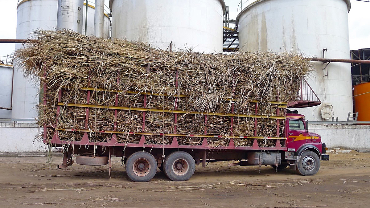 Ein Lastwagen transportiert Zuckerrohr.