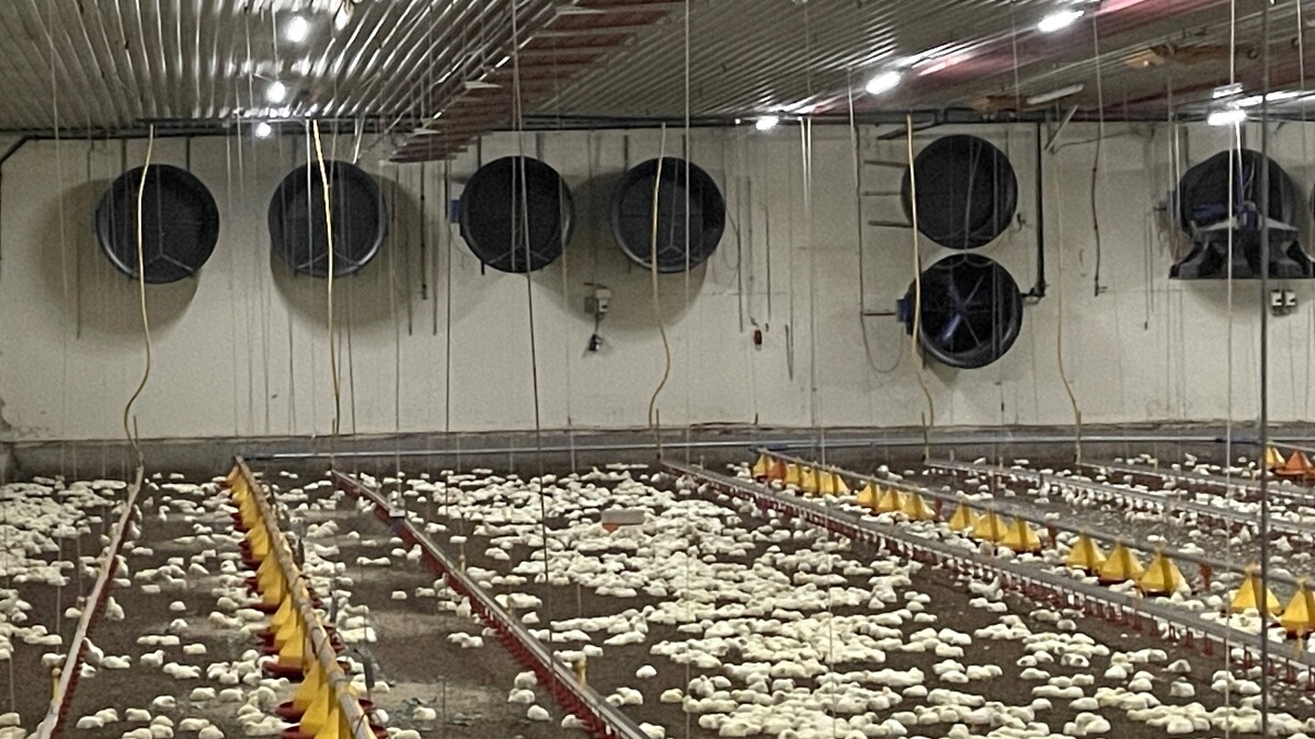 Auf dem Stallboden hocken hunderte Hähnchen. Dazwischen hängen Reihen mit Futterbahnen und Tränkelinien. In der Rückwand befinden sich runde Ventilatoren.