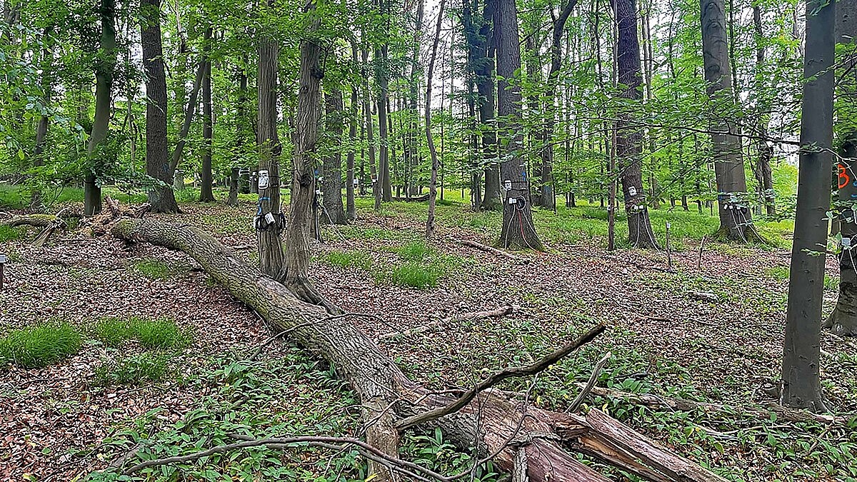 In einem Buchenmischwald hängen an einigen Baumstämmen Messgeräte.