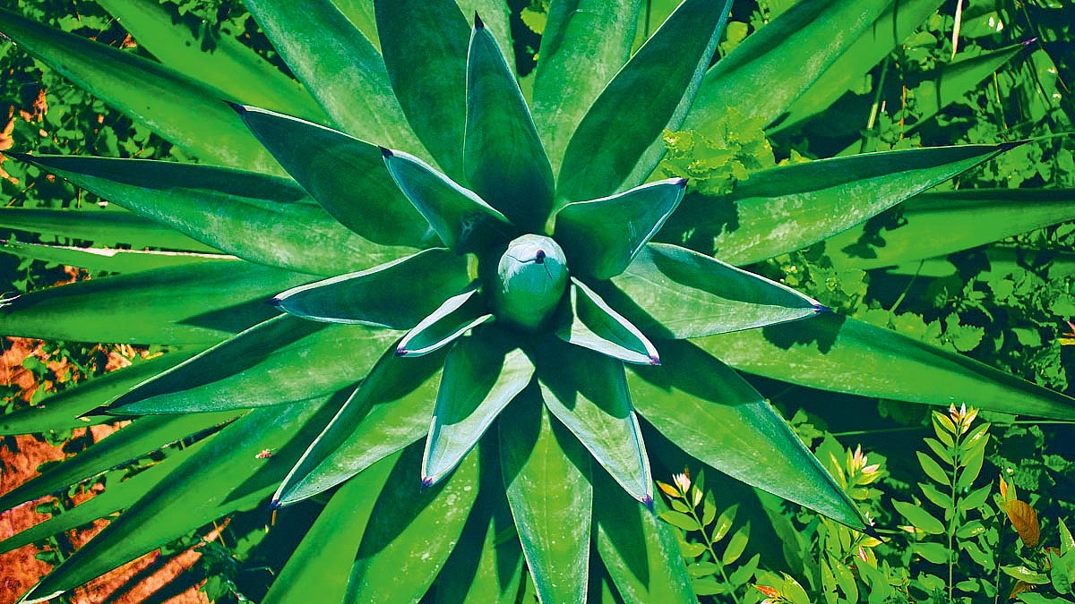 Blick auf die Rosette einer Sisal-Agave mit grünen schwertförmigen Blättern