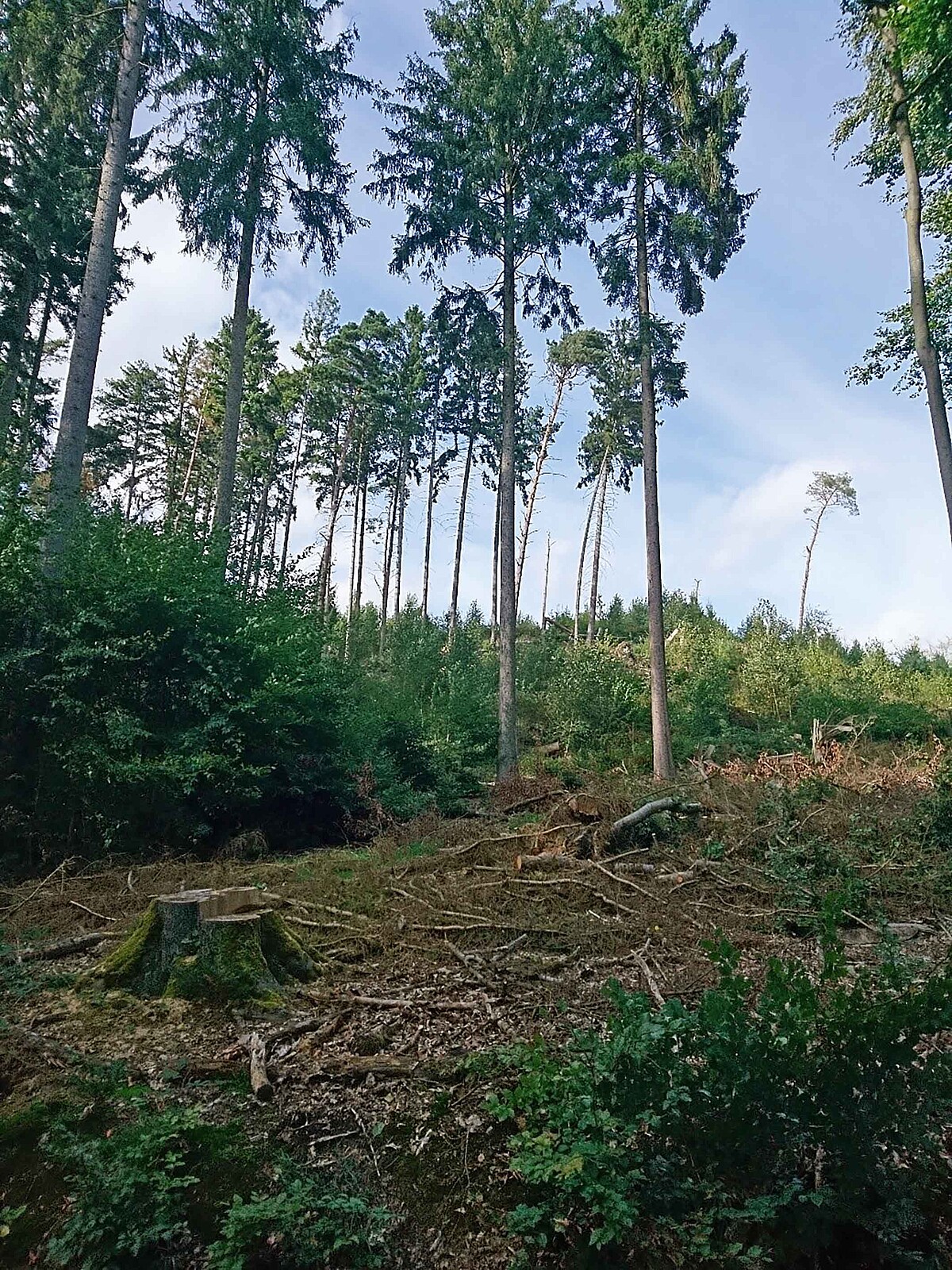 In einem Wald wachsen unter alten, hohen Nadelbäumen junge Laubbäume nach, auf einer Schneise stehen Baumstümpfe.