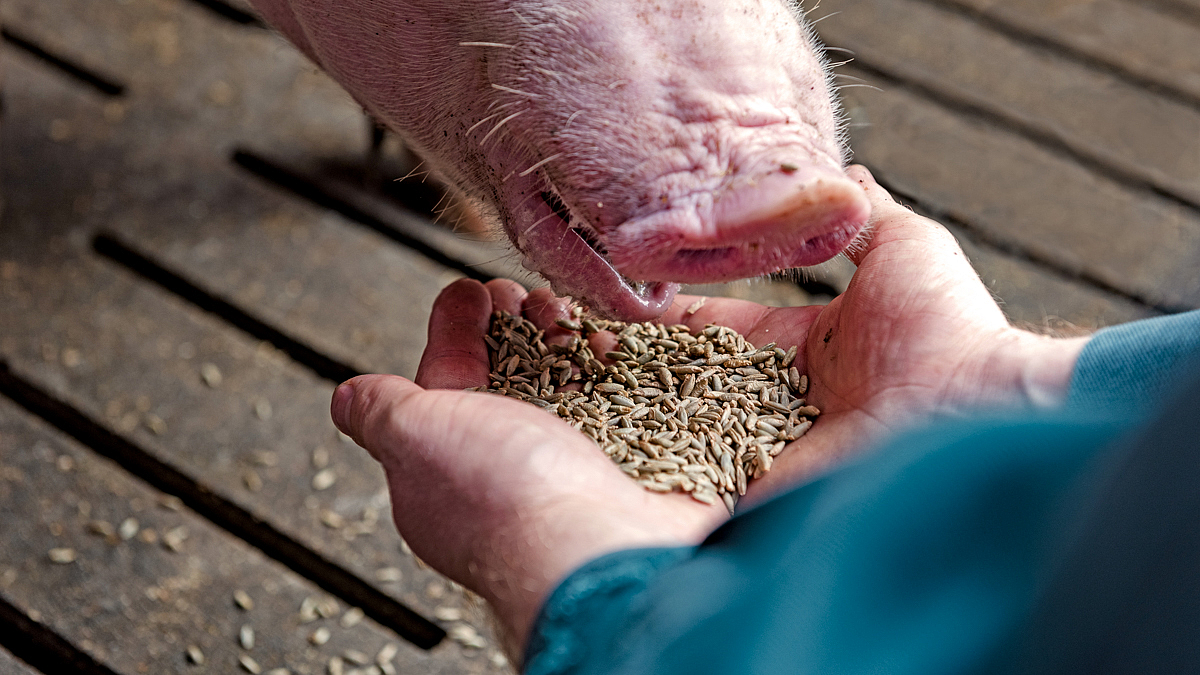 Ein Schwein frisst Roggen aus der Hand eines Landwirts.