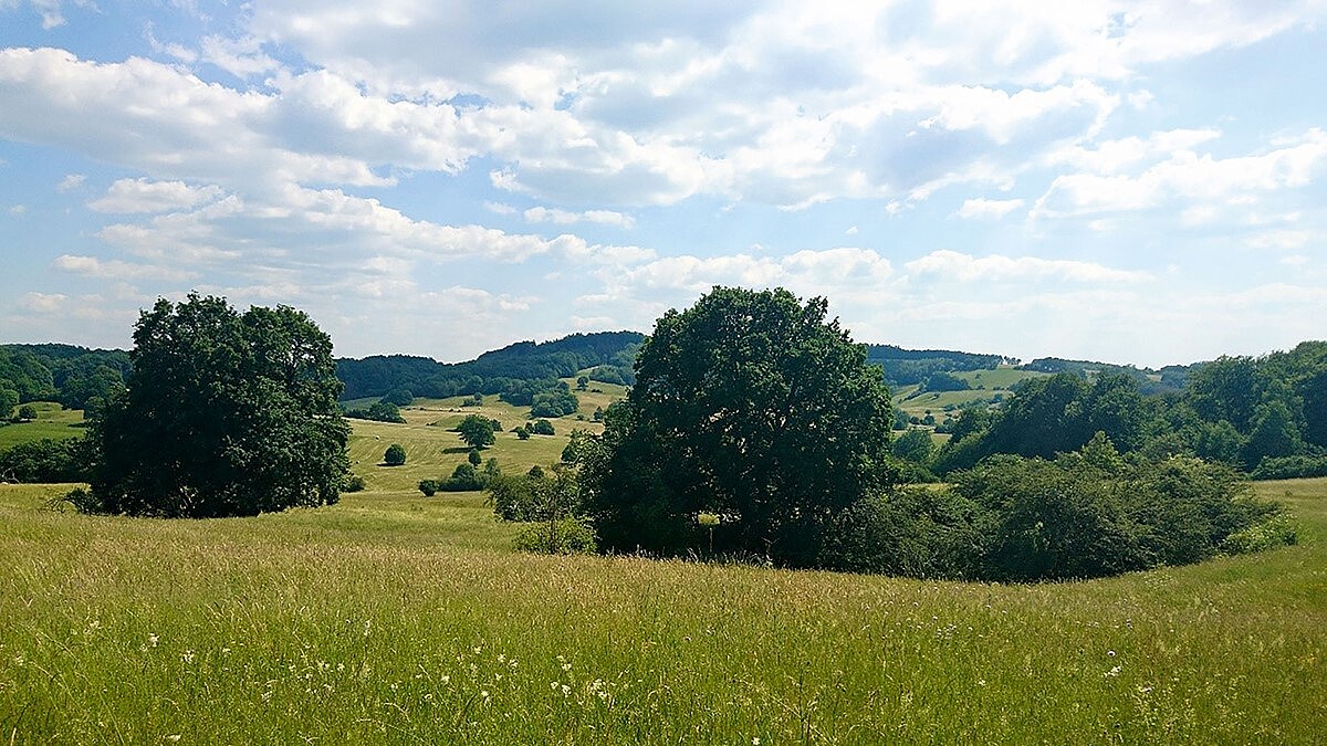 Die Hügellandschaft zeigt ausgedehnte Wiesen, einzelne Bäume und Sträucher sowie ein Waldgebiet am Horizont.