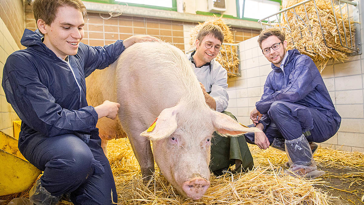 Gründer des Start-ups VetVise zeigen einem Schwein im Stall Fürsorge.