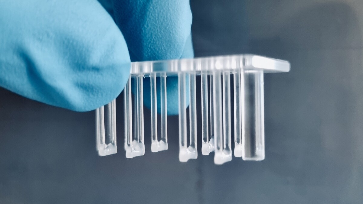 Zwei Finger im blauen Laborhandschuh halten einen Plexiglasdeckel, von dem dünne Glas-Stäbchen nach unten ragen. Zwischen je zwei Stäbchen befindet sich am Ende eine weißliche geleeartige Masse.