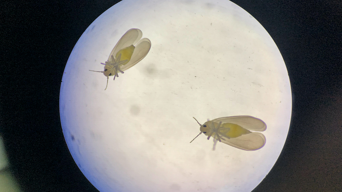 Auf einer hell erleuchteten Lichtplatte sitzen zwei Insekten.