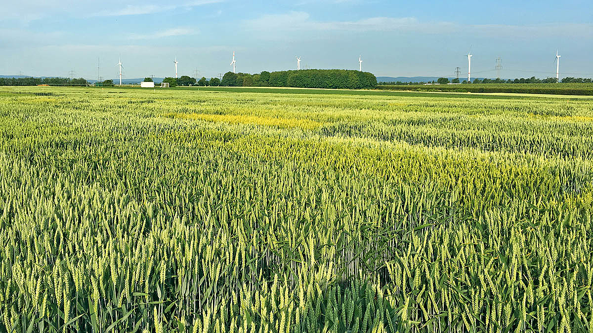 Landschaftsbild mit Weizen