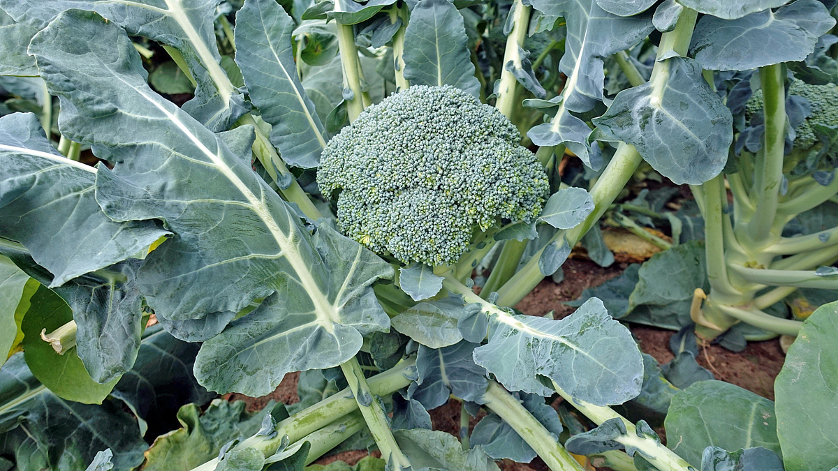 Brokkoli-Kopf auf dem Feld kurz vor der Ernte