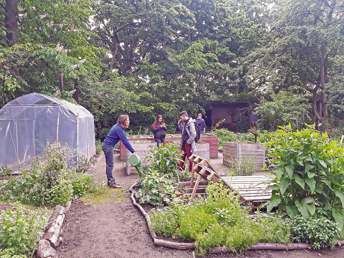 Vier Personen arbeiten in einem Gemüsegarten.