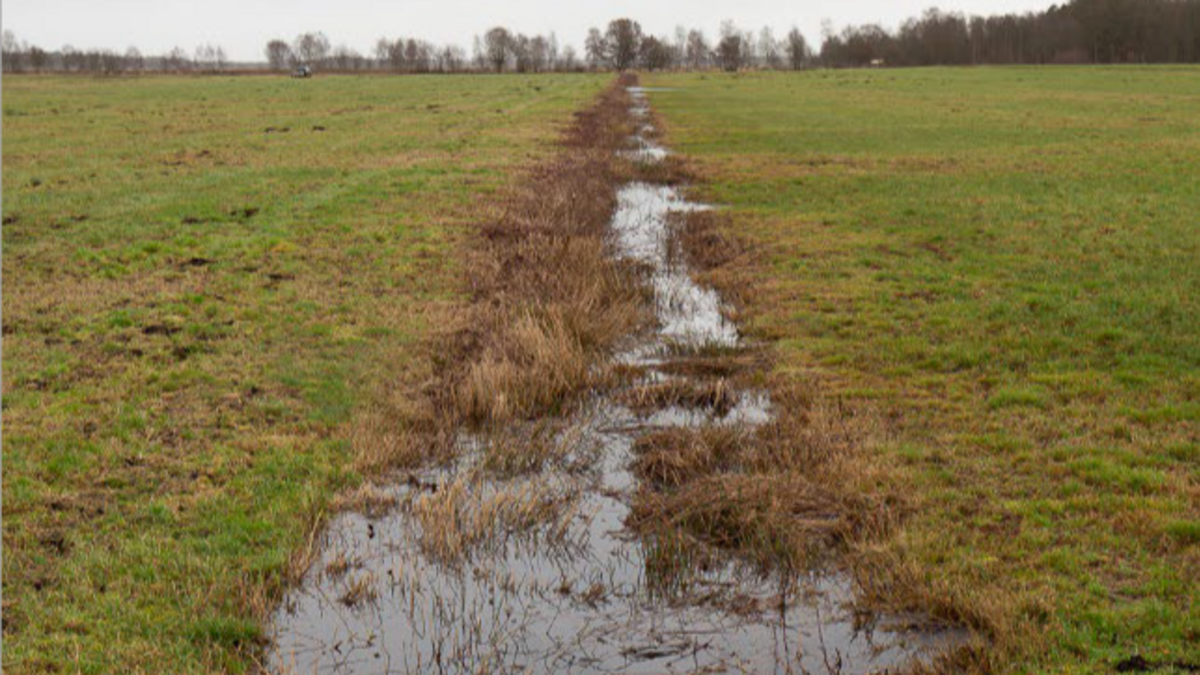 In einem Graben auf einer bewirtschafteten Grünlandfläche im Hochmoor ist ein maximaler Einstau erreicht.