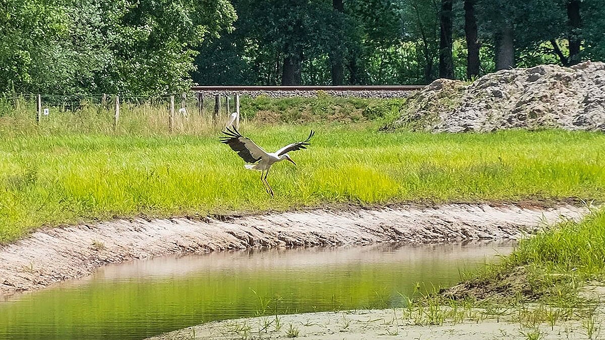 Ein Storch landet auf einer Wiese neben einem Teich.