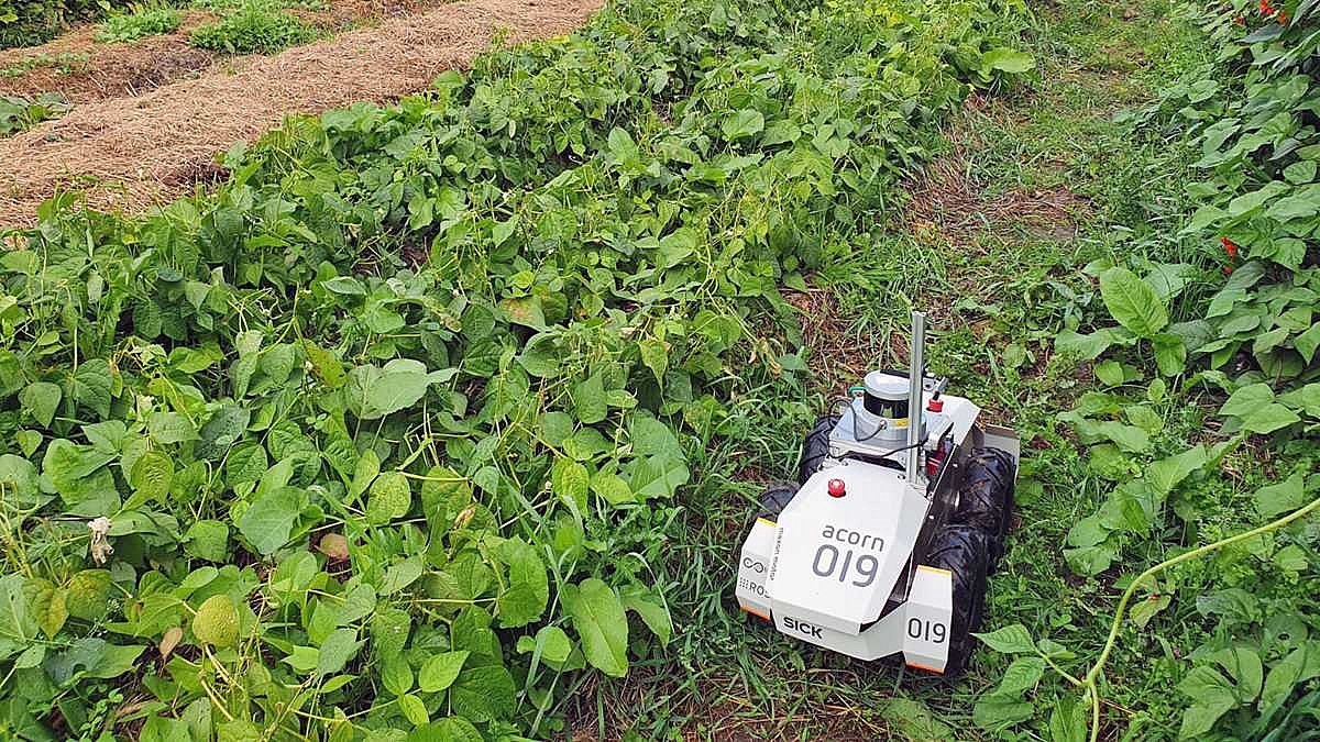 Kleiner Roboter fährt durch Gemüse- und Obstbeet.