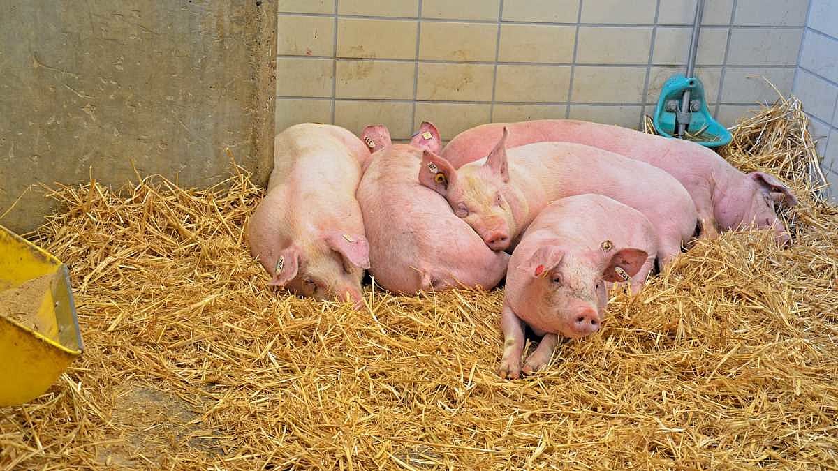 Schweine liegen im Stroh.