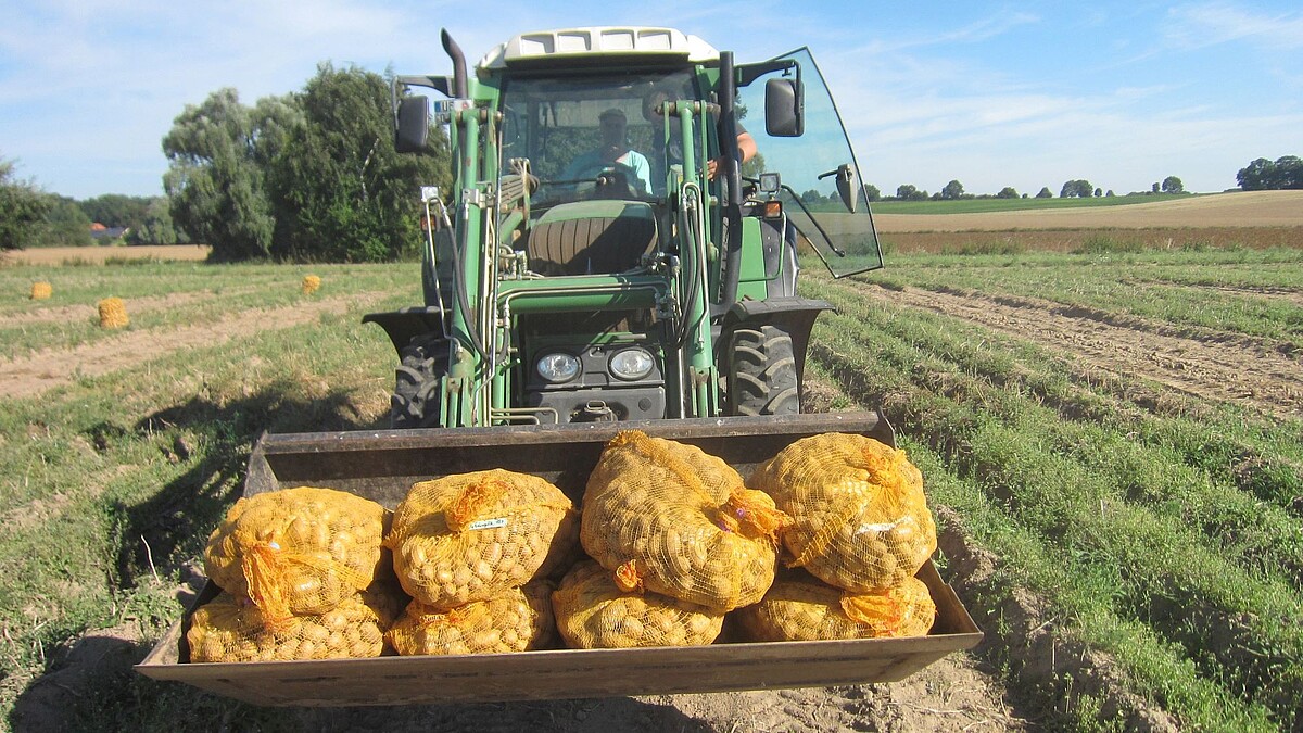 Ein Traktor transportiert verpackte und verladene Kartoffeln des Projekts.