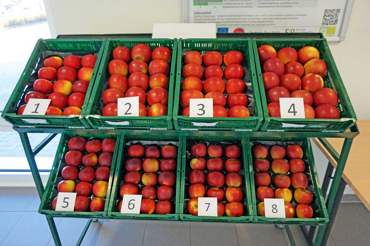 Obstkisten mit verschiedenen Apfelsorten