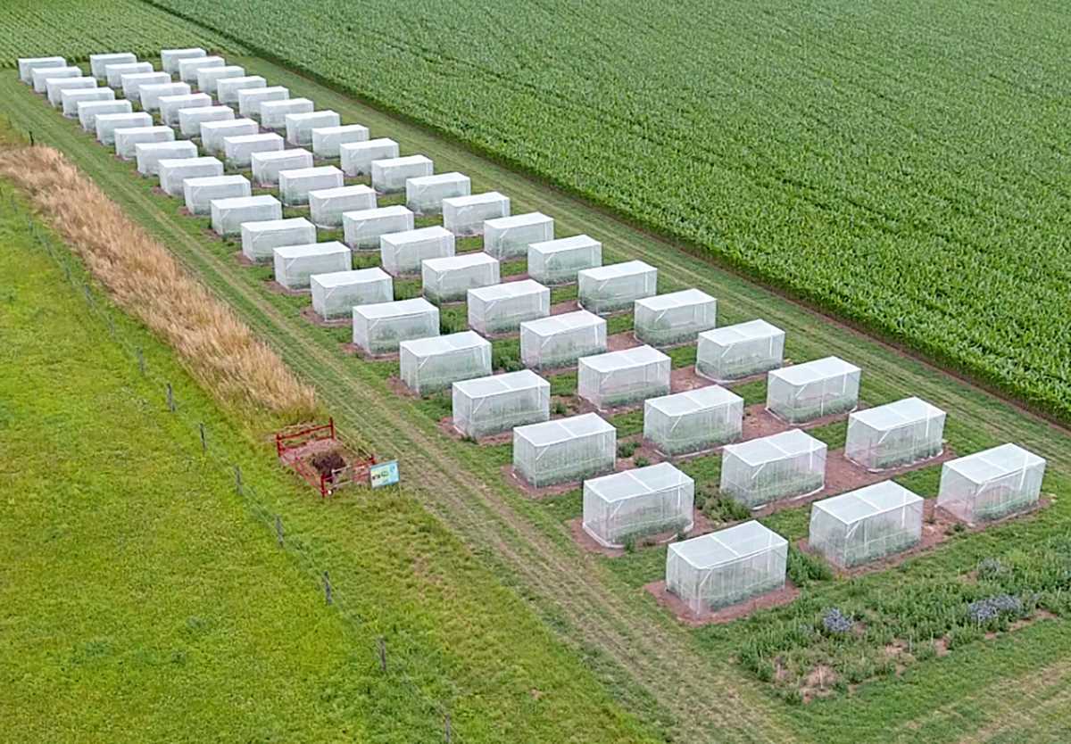 Luftaufnahme von 60 Flugkäfigen, die in drei Reihen auf einem Acker stehen.