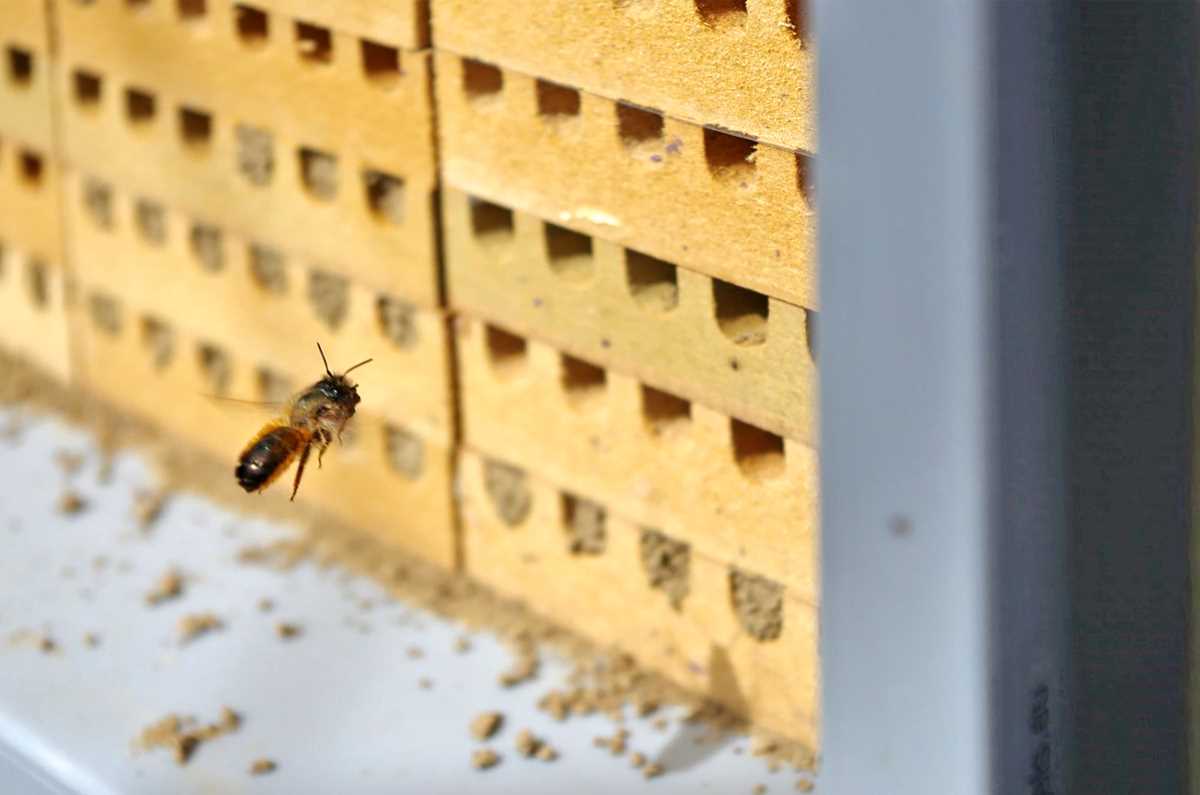 In den Holzblöcken befinden sich Löcher, die schon teilweise von Mauerbienen als Nest genutzt und verschlossen wurden.