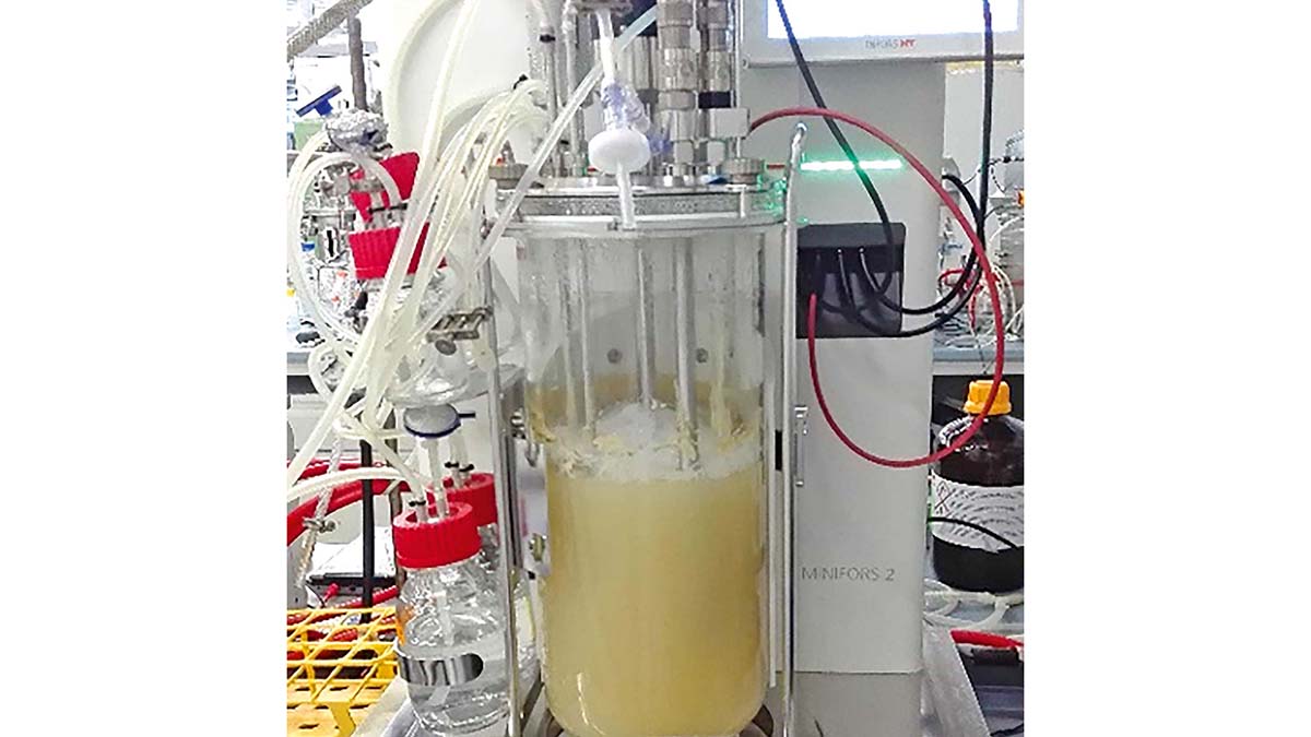 Das Bild zeigt einen Inkubator mit Mikroalgen in Nährlösung.