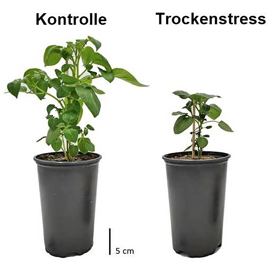 Die Pflanze unter Trockenstress ist nur halb so groß und hat viel weniger Blätter als die Kontrollpflanze.