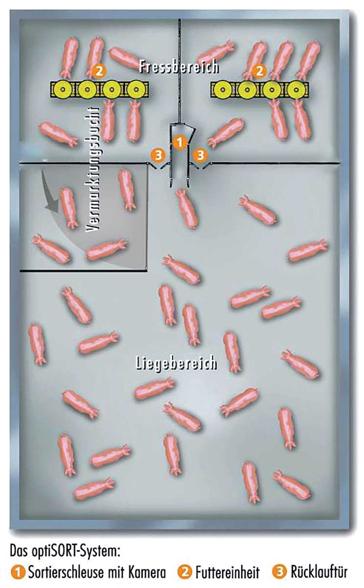 Die Grafik zeigt einen Schweinestall mit Liege-, Vermarktungs- und Fressbereich sowie mit einer Türschleuse.