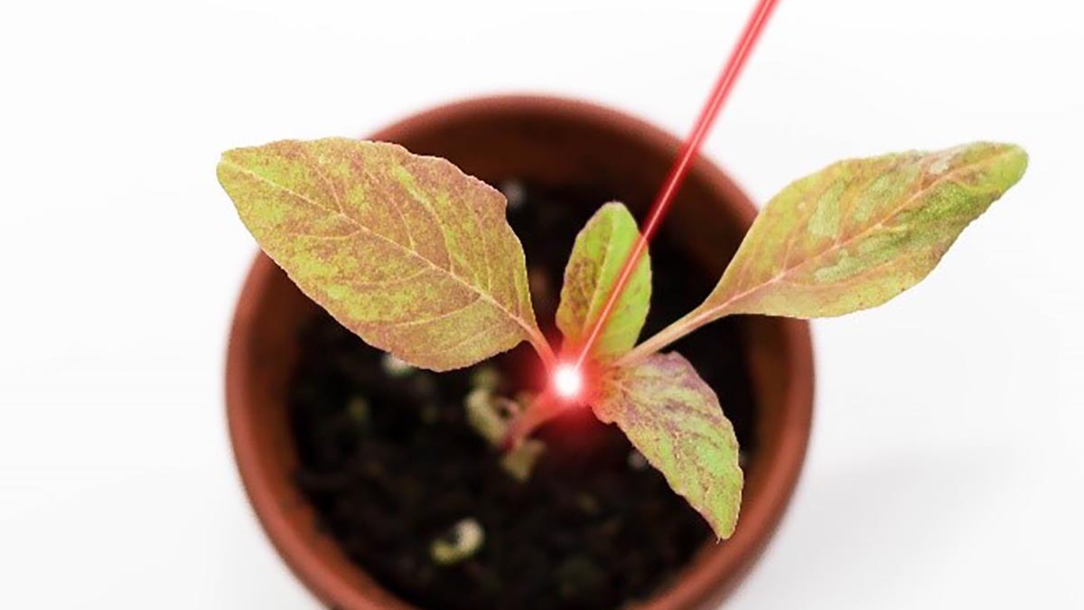 Ein Laser bestrahlt das Wachstumszentrum einer Pflanze.