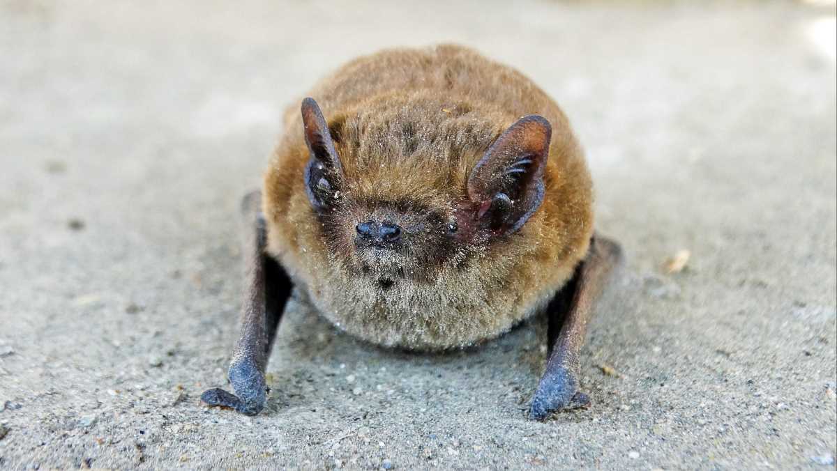 Eine Fledermaus sitzt auf steinigem Untergrund.