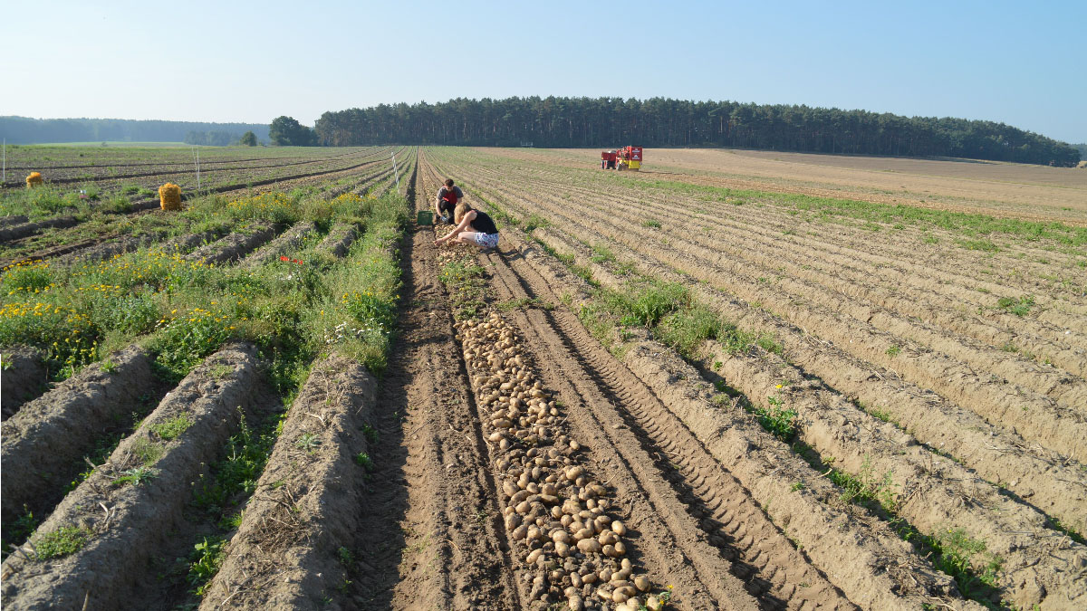 Zwei Personen ernten Kartoffeln von einem Feld und sortieren sie.