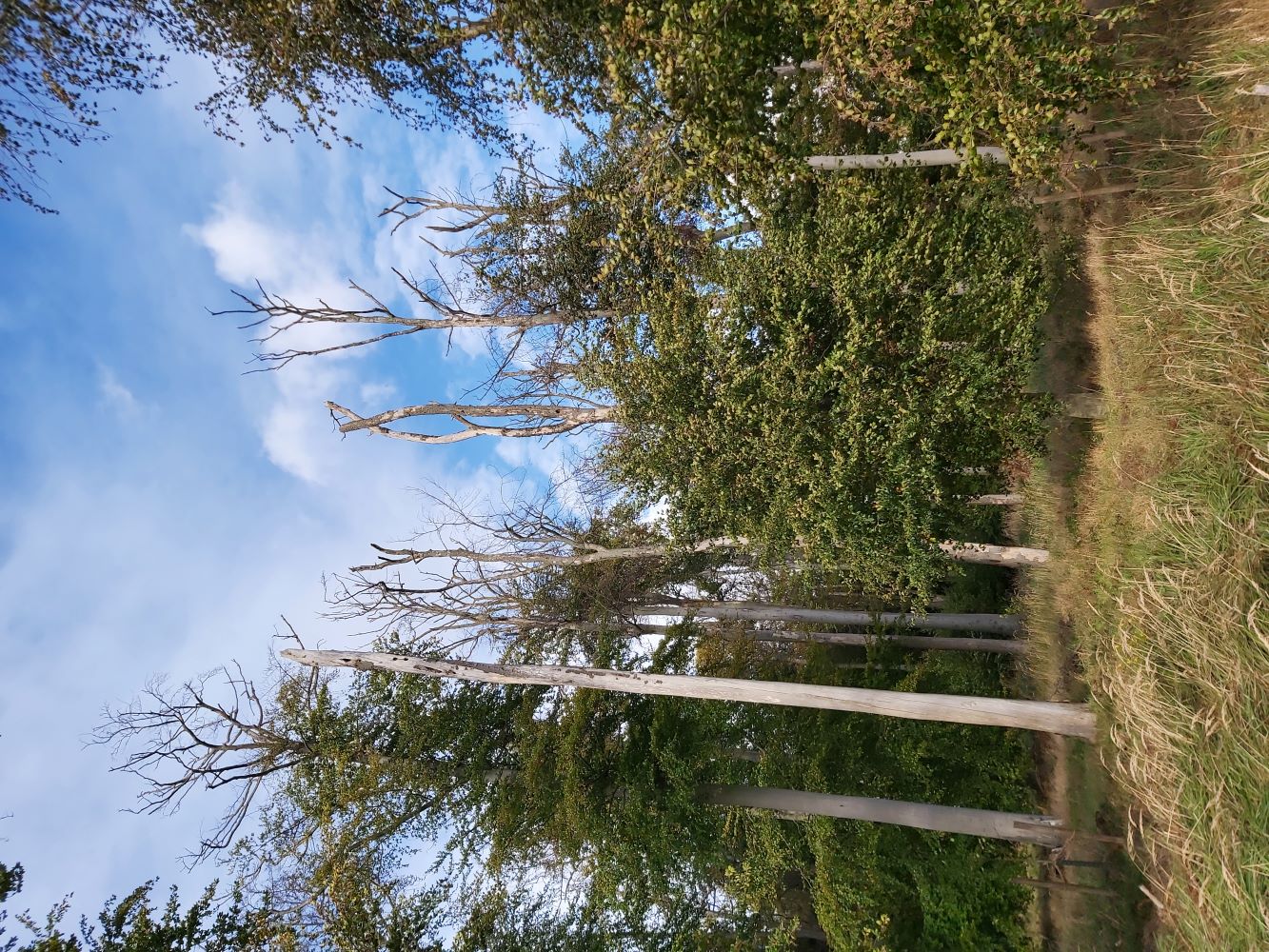 Im Wald stehen Buchen mit lichten Kronen und komplett abgestorbene Bäume.