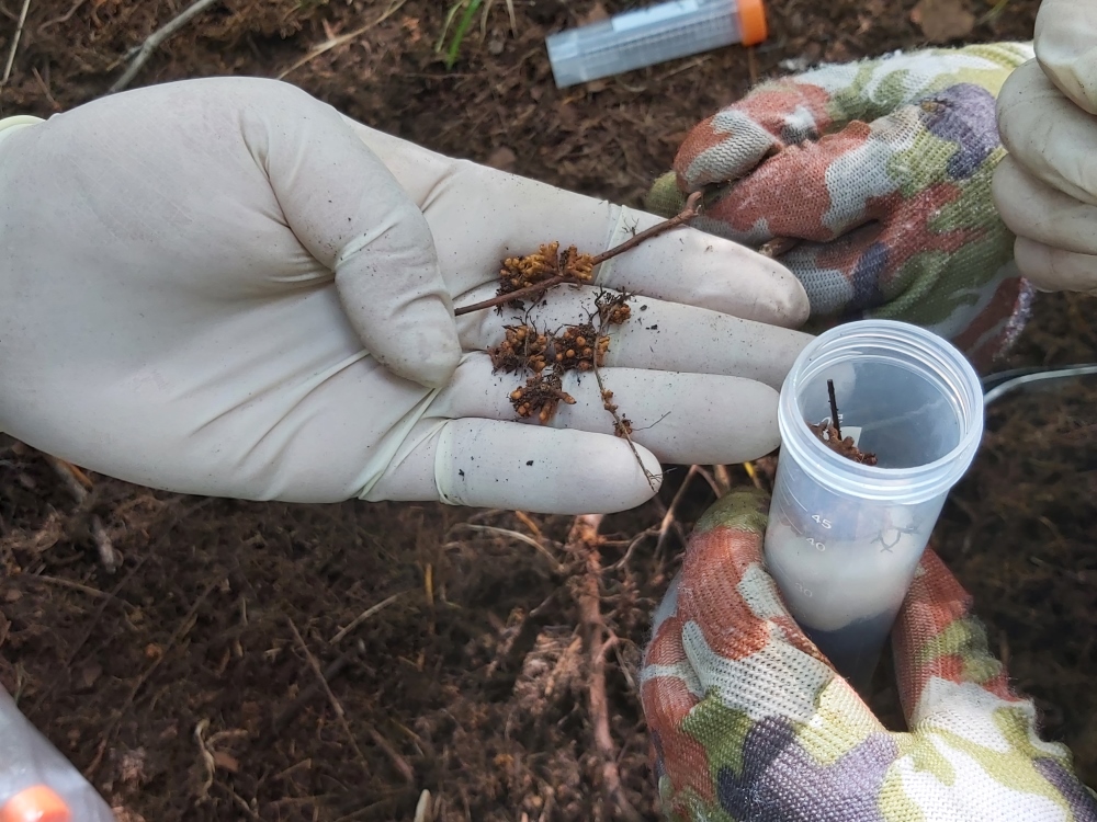 Eine Person legt feine Wurzeln mit kugeligen Knöllchen auf eine Hand.