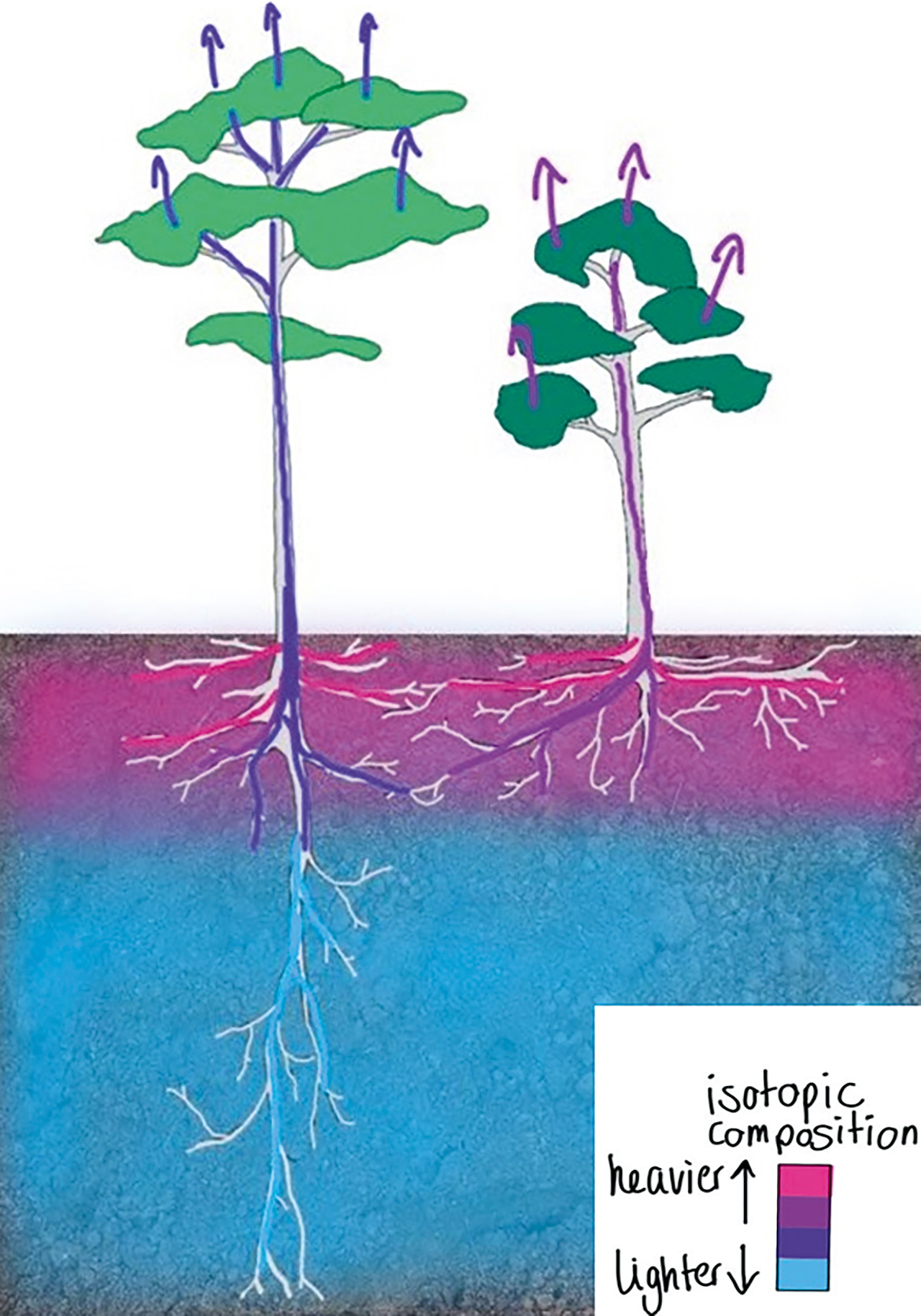 In der Grafik nimmt je ein Baum mit tiefen und flachen Wurzeln Wasser aus dem Boden auf. Die unterschiedlichen Isotopenwerte sind farblich markiert.