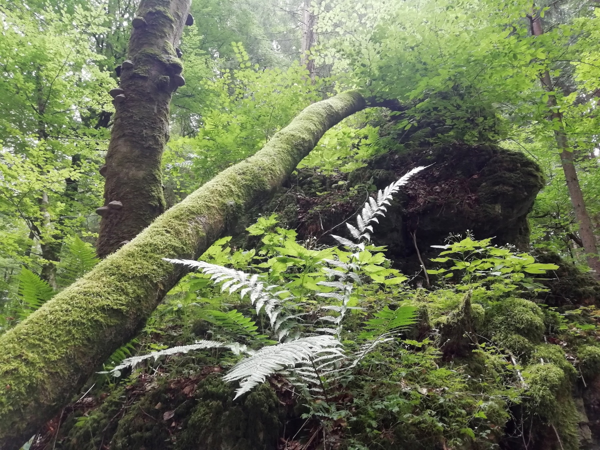 In einem dicht belaubten Buchenwald steht ein toter Baumstamm mit Schwämmen hinter einem moosbewachsenen Baumstamm, der an einem Felsen lehnt.