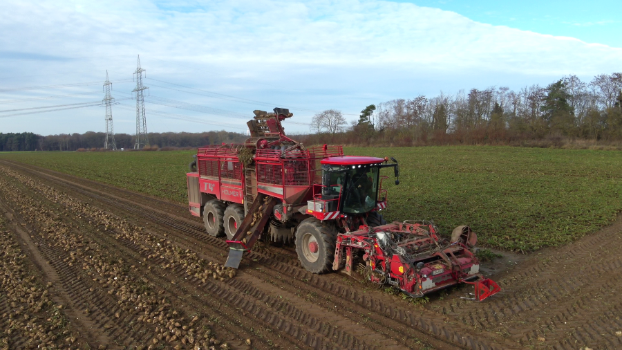 Ein Rübenroder fährt auf einem Feld. Die geernteten Zuckerrüben kullern über eine ausgeklappte Rutsche in einer langen Reihe aufs Feld.